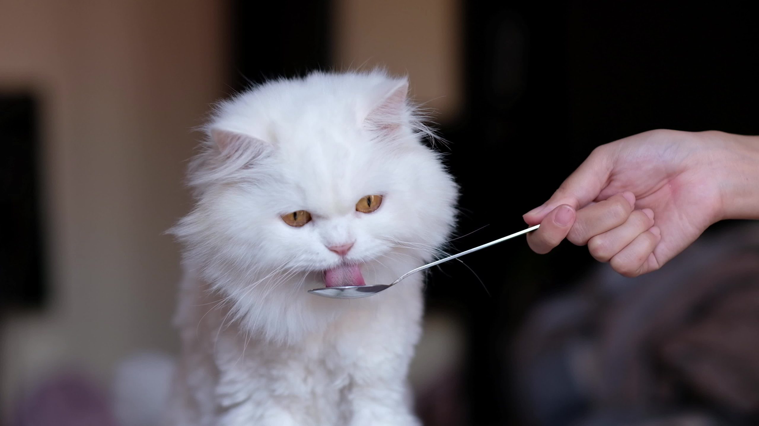 Menu Sehat untuk Kucing Persia: Nutrisi Terbaik untuk Bulu yang Mengkilap
